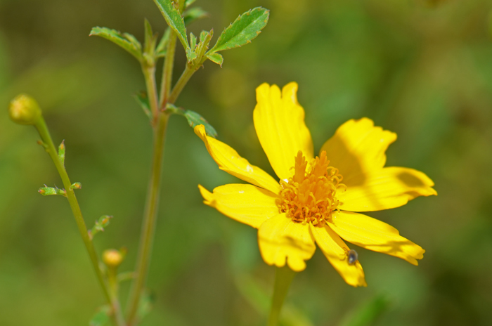 Lemmon’s Marigold has green leaves up to four inches (10 cm) long; they are pinnately lobed, linear to lanceolate. Tagetes lemmonii